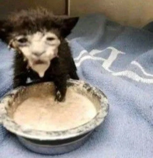 Sticker avatarki_s_kanala_VOCSTO_by_TgEmodziBot - 1