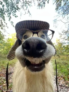 Стикер Аватарки с канала VOCSTOR @TgEmodziBot - 4