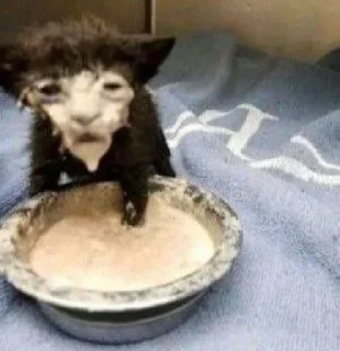 Стикер Аватарки с канала VOCSTOR @TgEmodziBot - 7