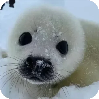 Sticker СТИКЕРЫ ТУТ -> @stikery_stickers - 8