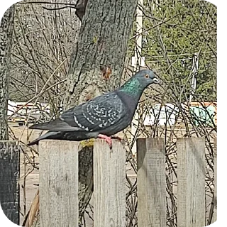 Sticker багадан - 5