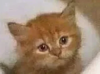 Стикер барабулька - 11