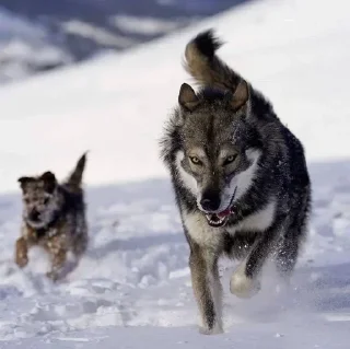 Sticker Больше стиков тут: @stikery4 - 3