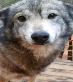 Sticker Больше стиков тут: @stikery4 - 11