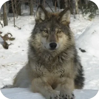 Sticker Больше стиков тут: @stikery4 - 5