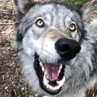 Sticker Больше стиков тут: @stikery4 - 10