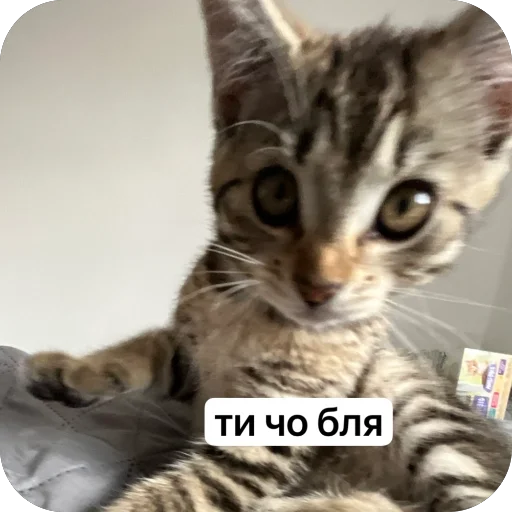 Sticker boba2211 - 1