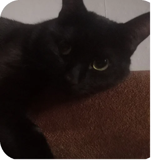 Салемстеам - 