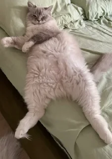 Стикер chr1swave - 7