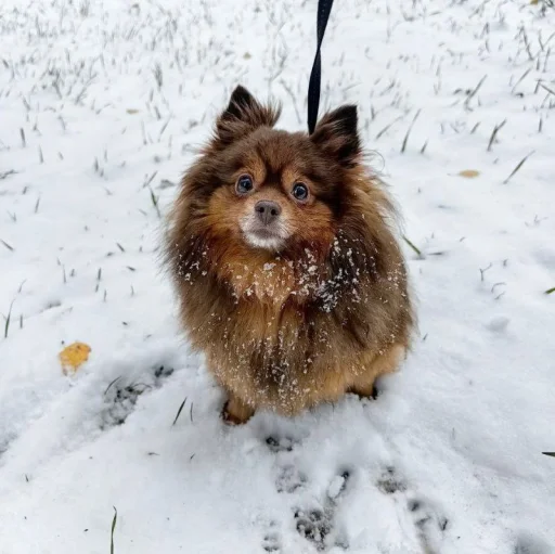 Sticker chtoaoaoaoaoao_by_TgEmodziBot - 1