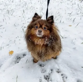 Sticker Спиздил у неизвестниго гей - 10