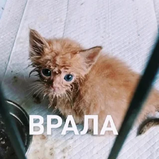 Стикер хрюк - 4