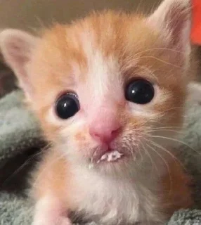 Стикер хрюк - 2