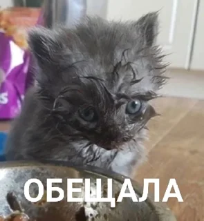 Стикер хрюк - 3