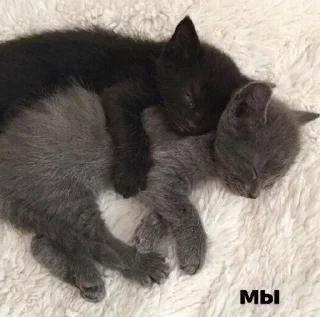 Sticker Жираф @Femoji - 4