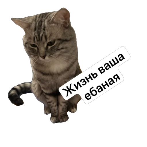 Sticker daffy_cat_by_TgEmodziBot - 1