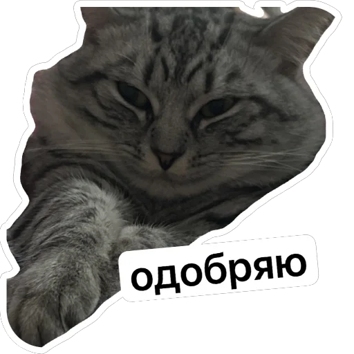 Стикер daffy_cat_by_TgEmodziBot - 1