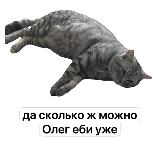 Sticker daffy_cat_by_TgEmodziBot - 1