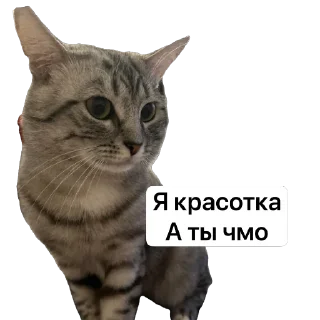 Стикер котик @TgEmodziBot - 1