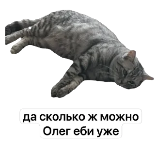 Стикер котик @TgEmodziBot - 5