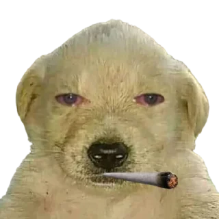 Sticker @ddlorahph - 6