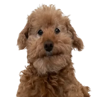 Sticker @ddlorahph - 1