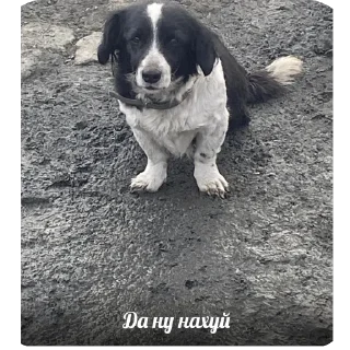 Sticker Больше стиков тут: @stikery4 - 1