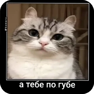 Sticker Котокбакс @Femoji - 8