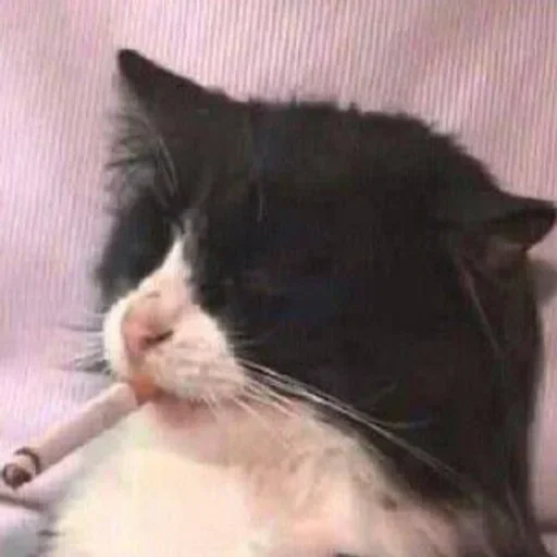 Sticker eVEMDXa_by_achestickbot - 1