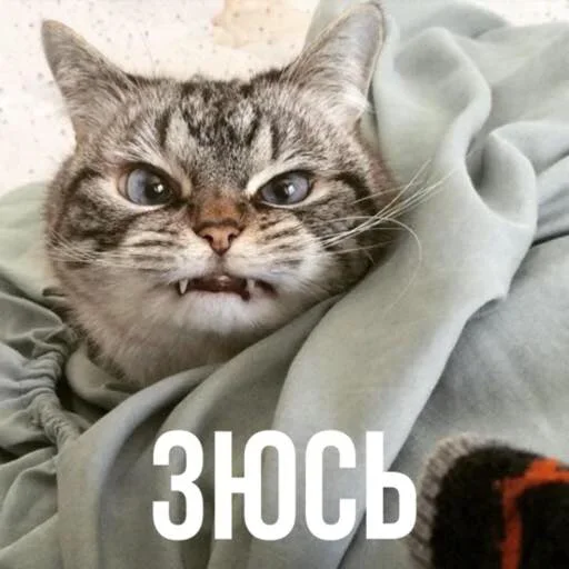 Больше @sbornik_emoji - 