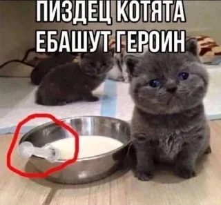 Sticker ещкере • @DayStikBot - 10