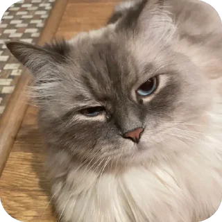 Sticker ещкерия - 11