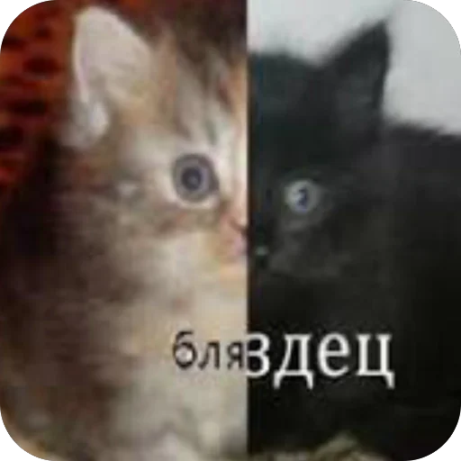 Стикер eshkere1488govno - 1