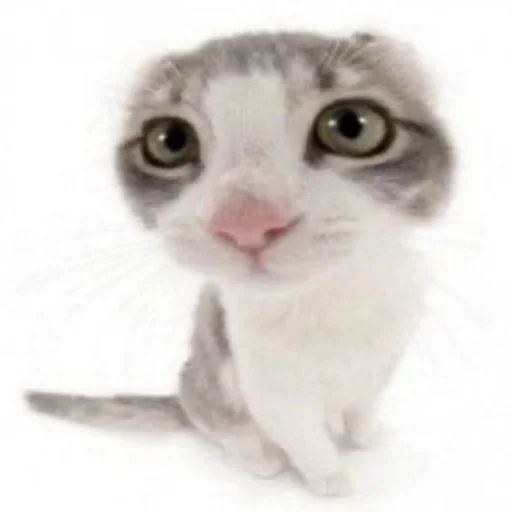 Стикер extorterschat - 1