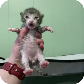 Sticker Больше стиков тут: @stikery4 - 1