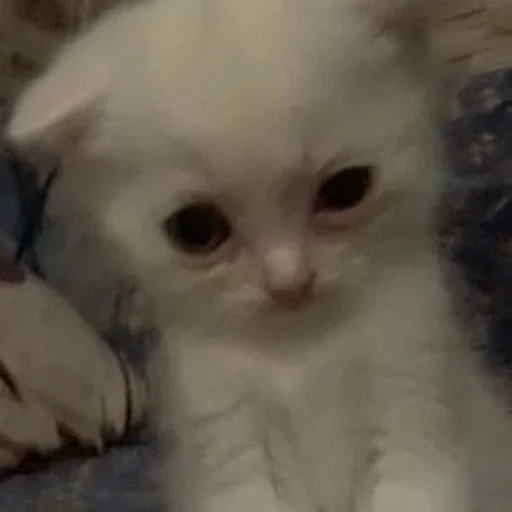 Sticker favority67 - 1