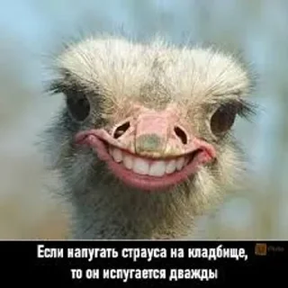 Sticker Больше стиков тут: @stikery4 - 1