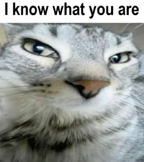 Стикер фр @TgEmodziBot - 6