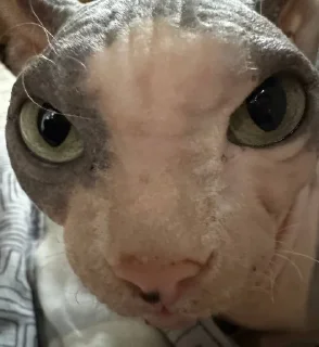 Стикер фр @TgEmodziBot - 5