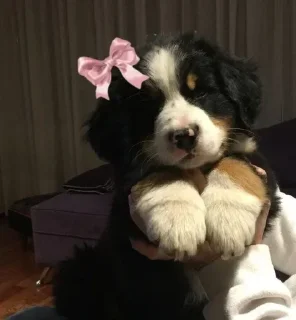 Стикер @h3vs1 @TgEmodziBot - 5