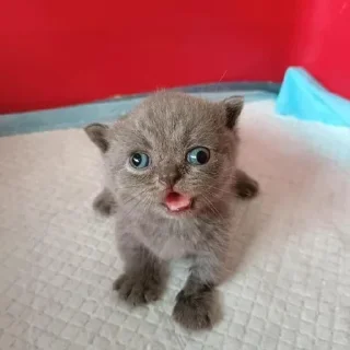 Sticker Стёпа/ @XXX666R - 9