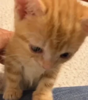 Sticker Стёпа/ @XXX666R - 4