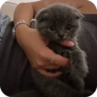 Стикер glam @diashikpm


pink @TgEmojis_bot - 7