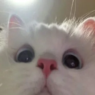 Sticker heh @ezbooz - 9