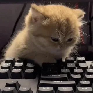 Sticker help kittens @a_nfix - 2