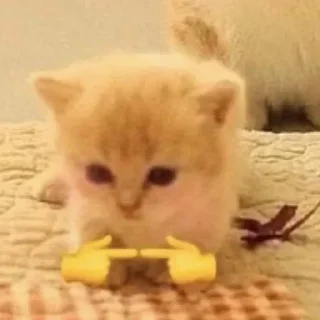 Sticker help kittens @a_nfix - 8