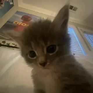 Sticker склад @cailafen - 9