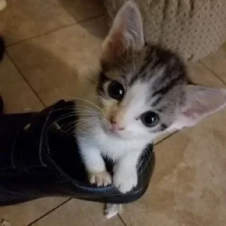 Sticker склад @cailafen - 1