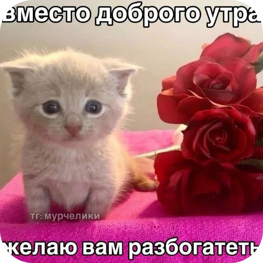 Sticker himeracore - 1