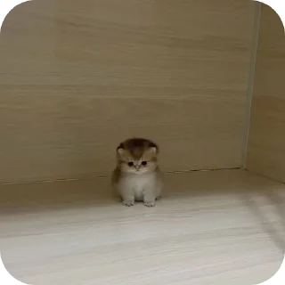 Sticker выебоны химеры - 5